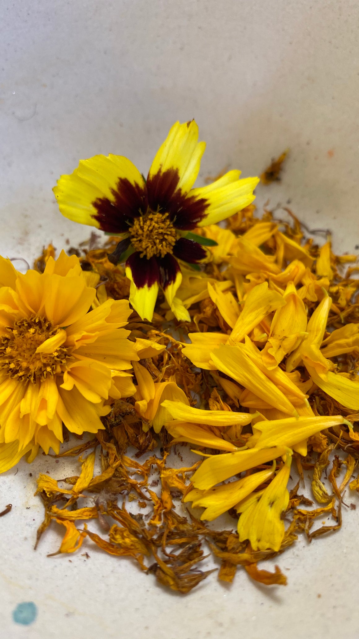 FALL BOTANICAL wild inks {virtual workshop}