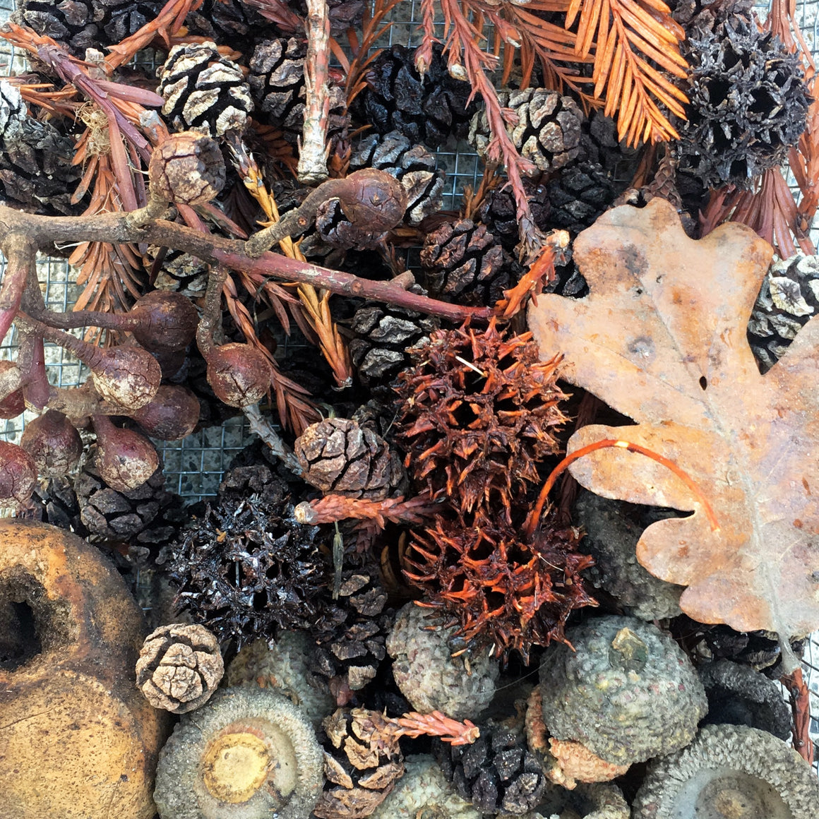 BOTANICAL wild inks {virtual workshop}